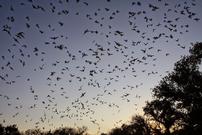 Bat Talk and Walk